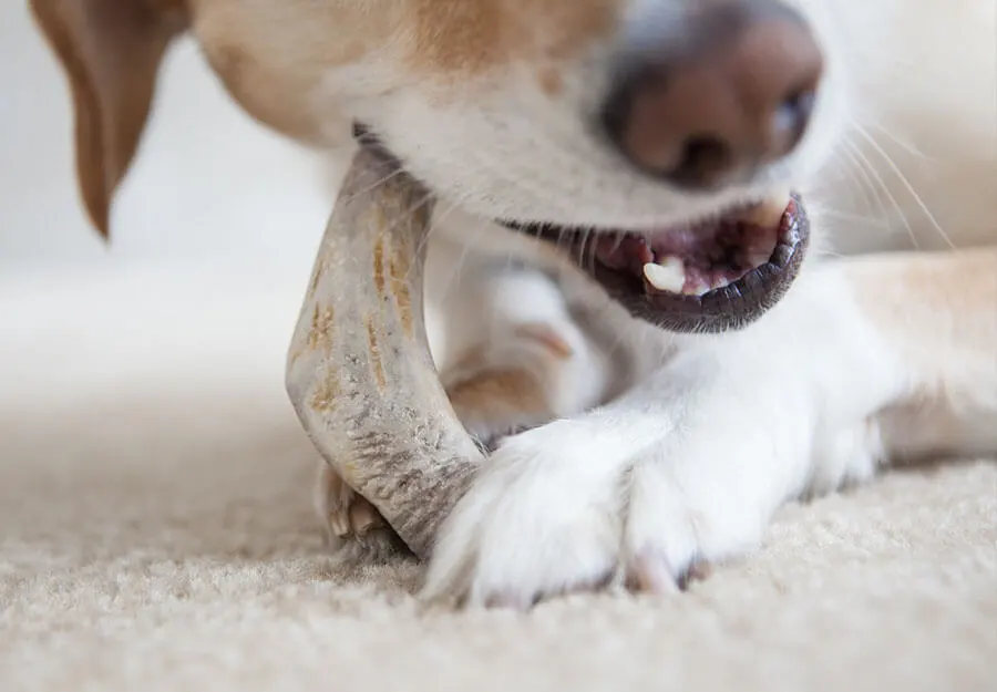 Long lasting best sale puppy chews